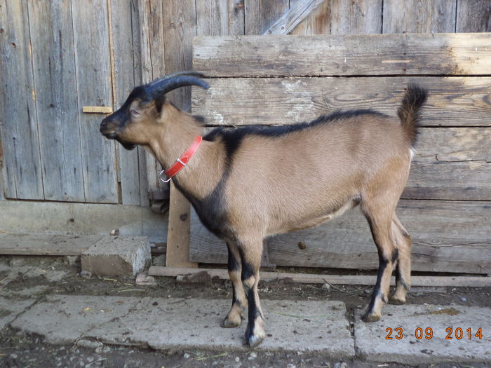 Cezar umbla dupa iedute - Iezii Alpina Franceza si stramosul lor Capra aegagrus