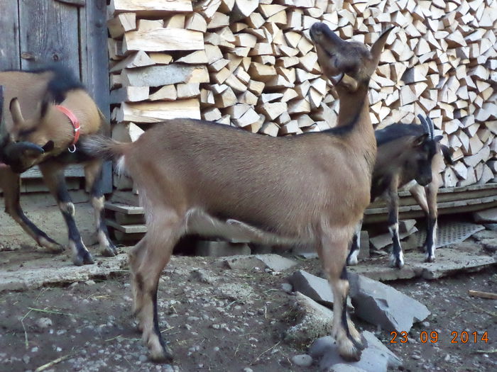 Ieduta acrobata - Iezii Alpina Franceza si stramosul lor Capra aegagrus