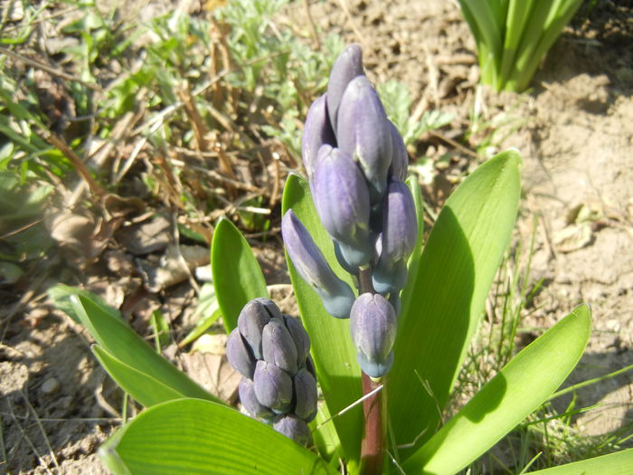 Hyacinth Delft Blue (2014, March 19) - Hyacinth Delft Blue