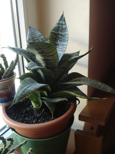 25.09.2014 - flori - Sansevieria trifasciata -sabiuta pitica