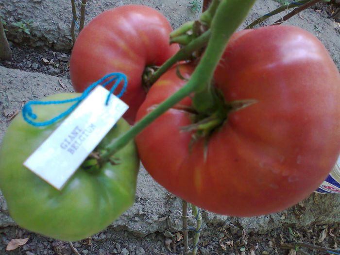 GIANT BELGIUM-2728; GIANT BELGIUM
