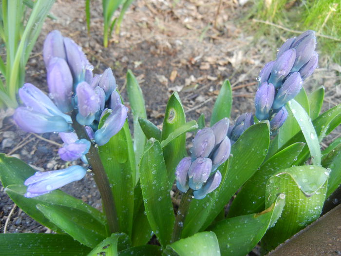 Hyacinth Delft Blue (2014, March 20) - Hyacinth Delft Blue