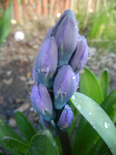 Hyacinth Delft Blue (2014, March 20) Hyacinth Delft Blue (2014, March 20)
