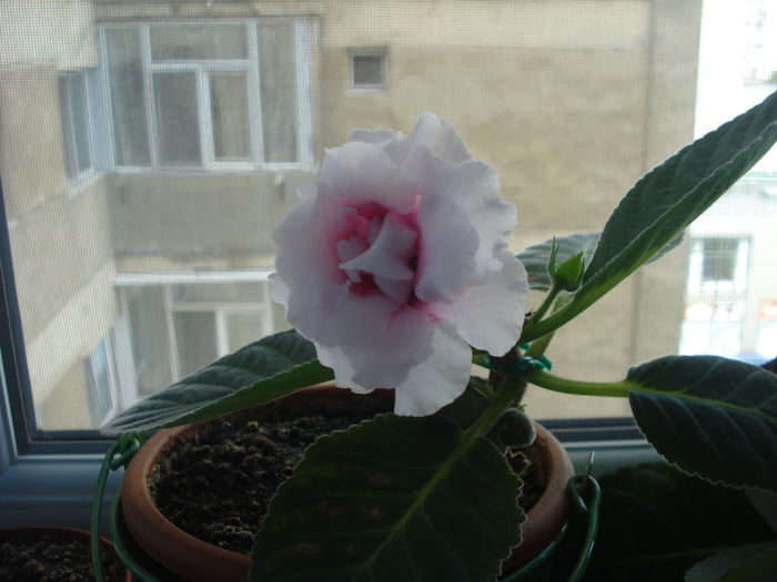 26.08.2014 - gloxenii 2014