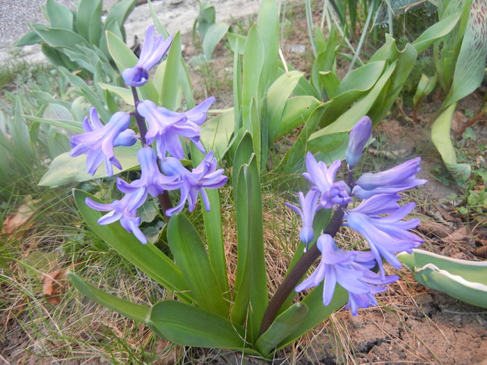 Hyacinth Delft Blue (2014, March 21)
