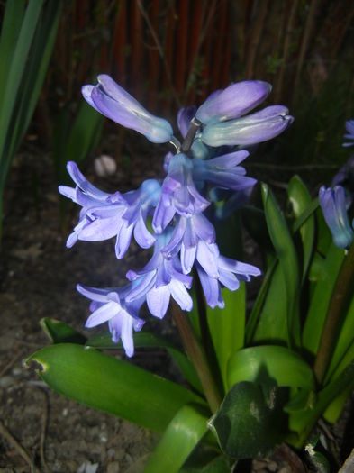 Hyacinth Delft Blue (2014, March 21) - Hyacinth Delft Blue