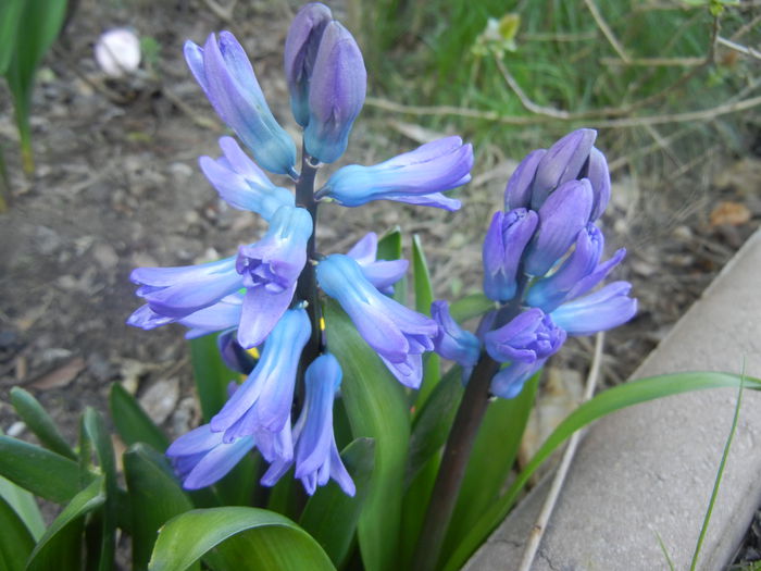 Hyacinth Delft Blue (2014, March 22)