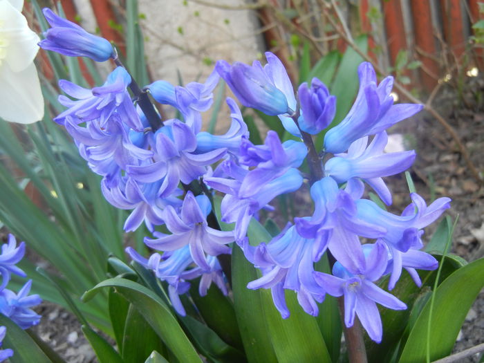 Hyacinth Delft Blue (2014, March 23)