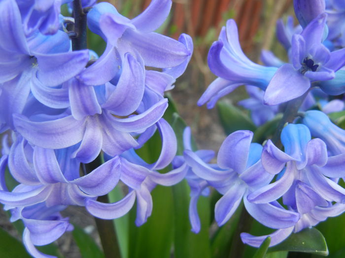 Hyacinth Delft Blue (2014, March 23)