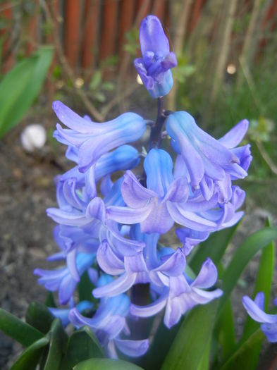 Hyacinth Delft Blue (2014, March 23) - Hyacinth Delft Blue