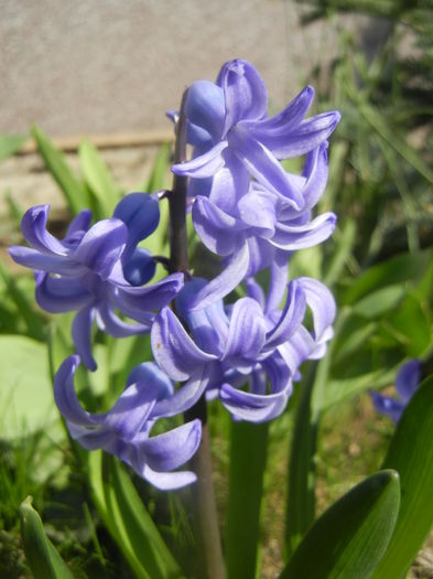 Hyacinth Delft Blue (2014, March 23) - Hyacinth Delft Blue
