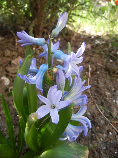 Hyacinth Delft Blue (2014, March 23) - Hyacinth Delft Blue