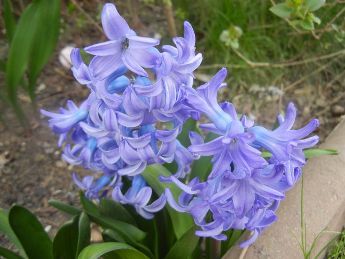 Hyacinth Delft Blue (2014, March 24) Hyacinth Delft Blue (2014, March 24)