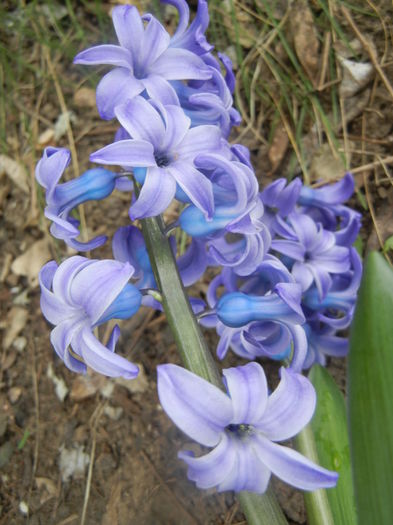 Hyacinth Delft Blue (2014, March 25)