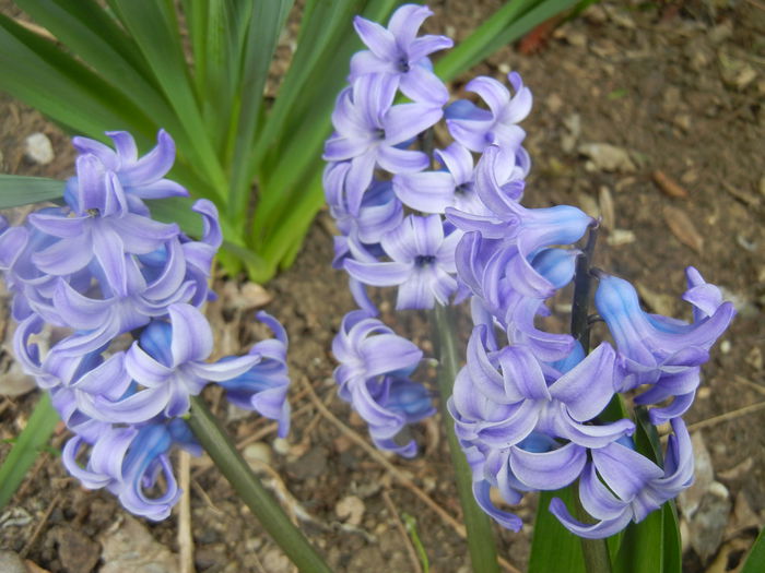 Hyacinth Delft Blue (2014, March 25) Hyacinth Delft Blue (2014, March 25)