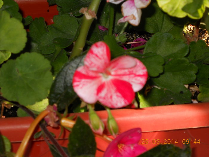 Muscata de la Georgeta