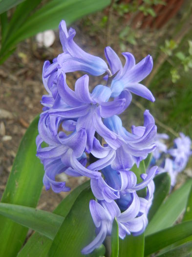 Hyacinth Delft Blue (2014, March 25)