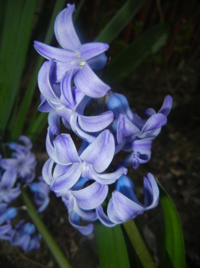Hyacinth Delft Blue (2014, March 26)