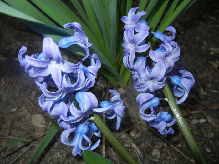 Hyacinth Delft Blue (2014, March 26)
