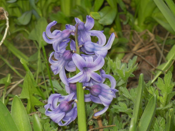 Hyacinth Delft Blue (2014, March 29)