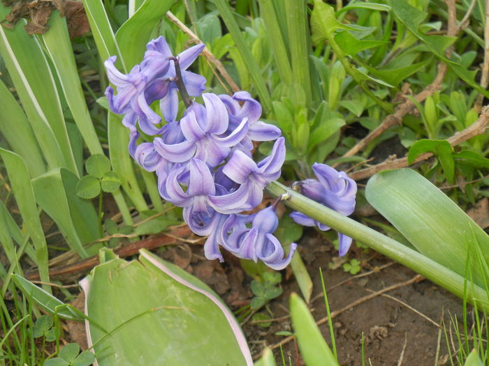 Hyacinth Delft Blue (2014, March 29) - Hyacinth Delft Blue