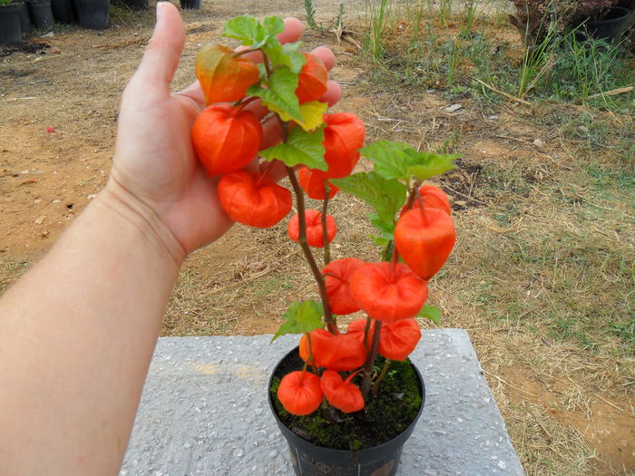 Physalis alkekengi - Cateva plante din colectia personala din gradina si altele la vanzare