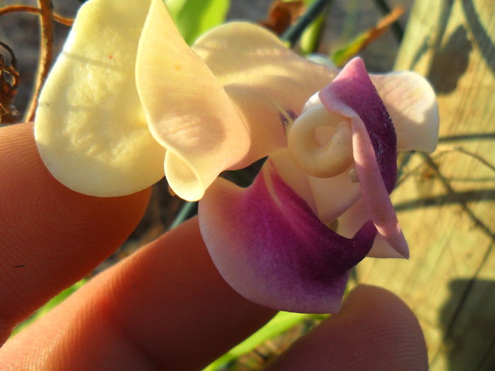 vigna caracalla