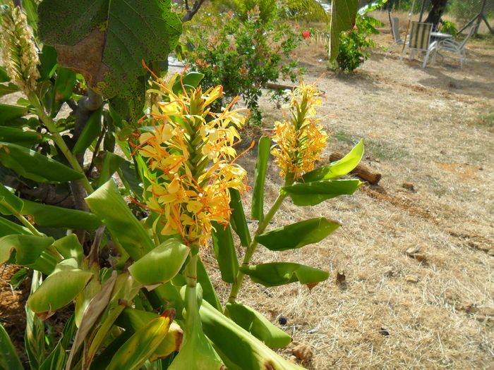 hedychium gardnerianum