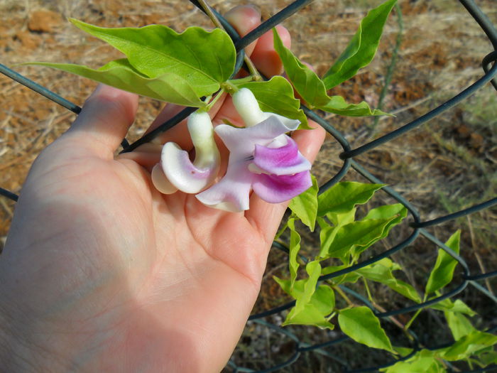 vigna caracalla