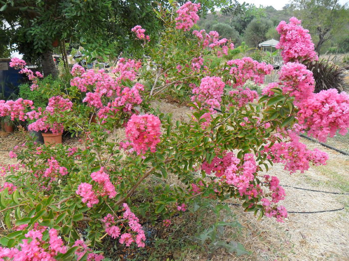 liliac indian