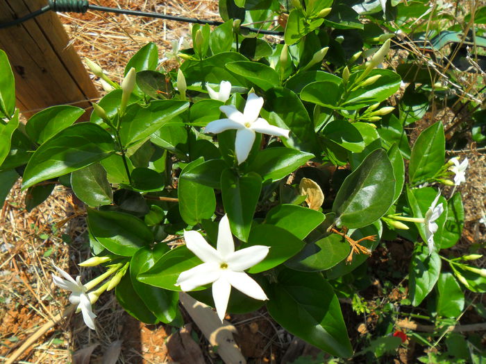 jasminum sambac - Cateva plante din colectia personala din gradina si altele la vanzare