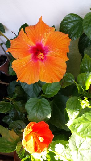 Premiere si Viky Orange