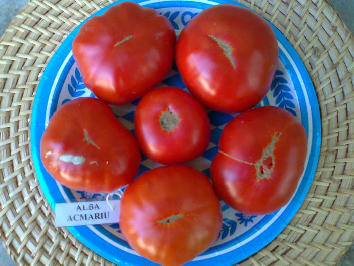 Fotografie2859 - TOMATE FOTO ALBUM 6