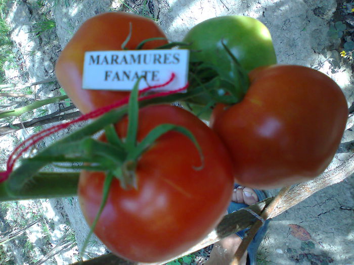 Fotografie2874 - TOMATE FOTO ALBUM 6