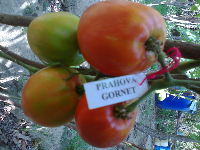 Fotografie2875 - TOMATE FOTO ALBUM 6