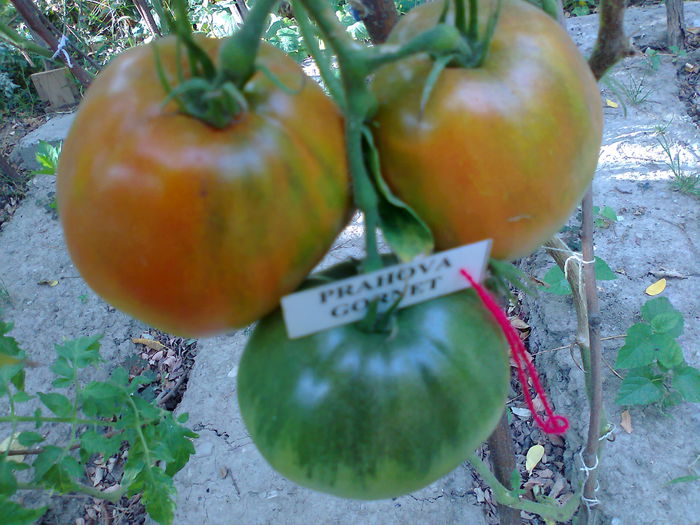 Fotografie2877 - TOMATE FOTO ALBUM 6