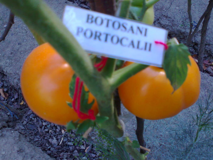 Fotografie2884 - TOMATE FOTO ALBUM 6