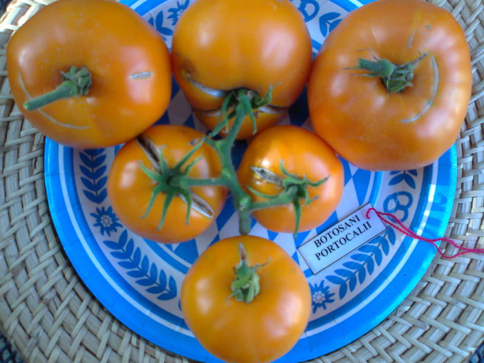 Fotografie2886 - TOMATE FOTO ALBUM 6