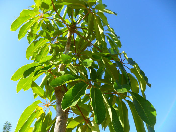 Schefflera actinophylla