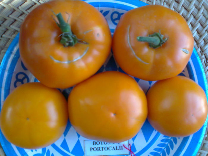 Fotografie2888 - TOMATE FOTO ALBUM 6