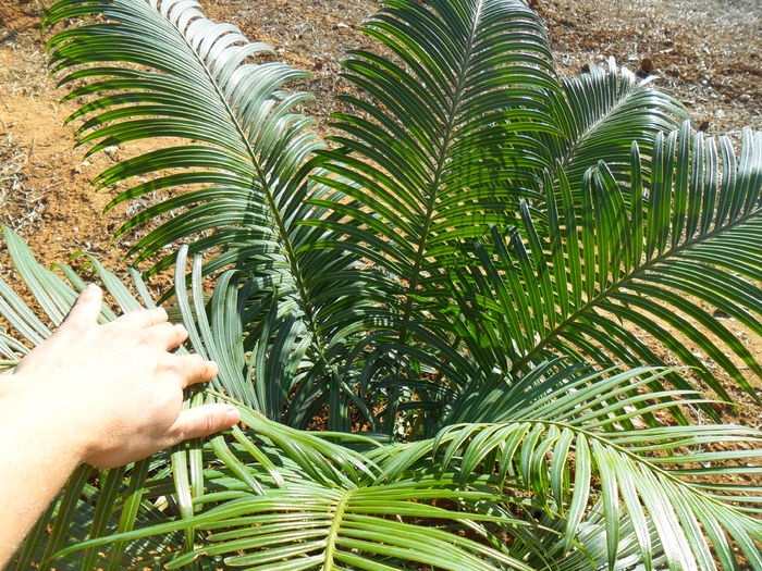 cycas