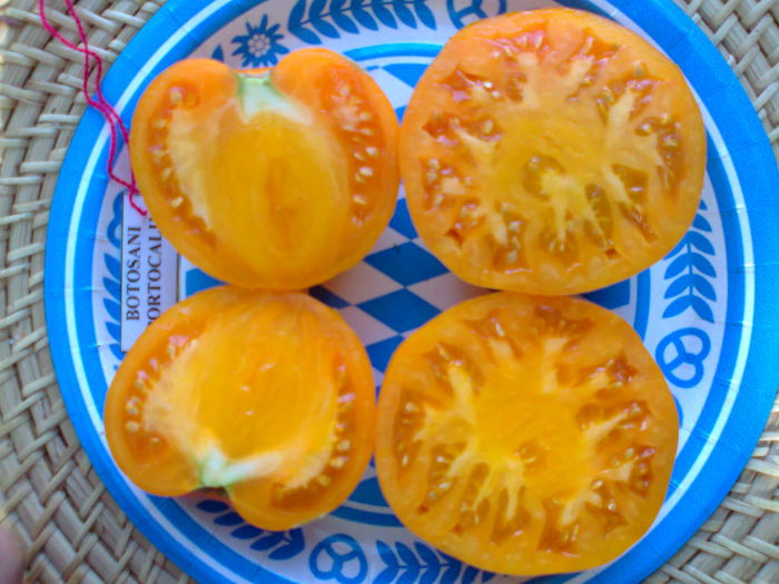 Fotografie2891 - TOMATE FOTO ALBUM 6