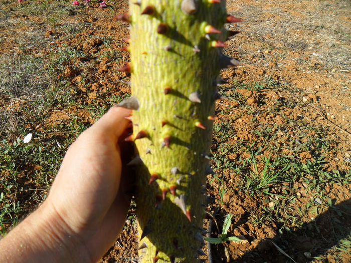 chorisia speciosa trunchi