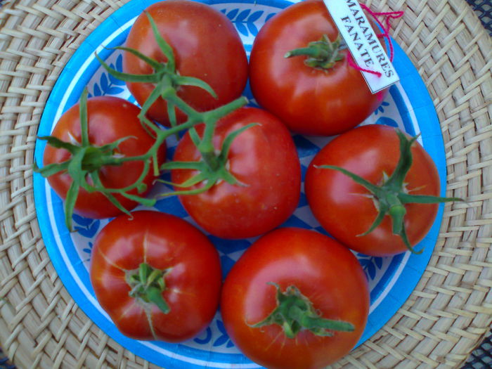 Fotografie2894 - TOMATE FOTO ALBUM 6