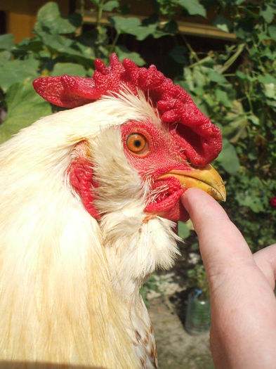 DSCF7854 - In atentia Dlui CosminN - Involtul - Close-up