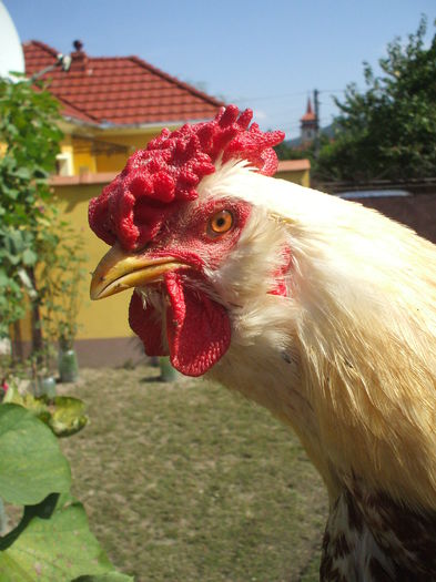 DSCF7855 - In atentia Dlui CosminN - Involtul - Close-up