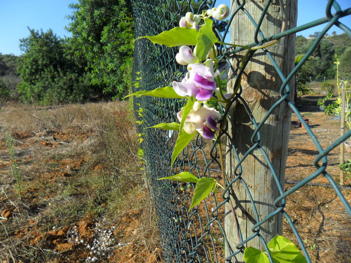 SAM_2084 - Cateva plante din colectia personala din gradina si altele la vanzare