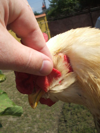 DSCF7856 - In atentia Dlui CosminN - Involtul - Close-up