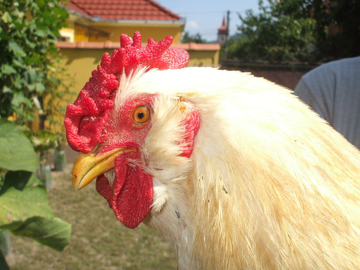 DSCF7858 - In atentia Dlui CosminN - Involtul - Close-up