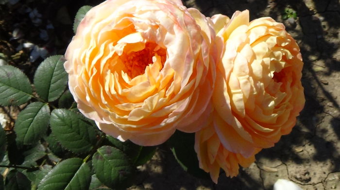 DSC01658 - Rosomane Janon G5